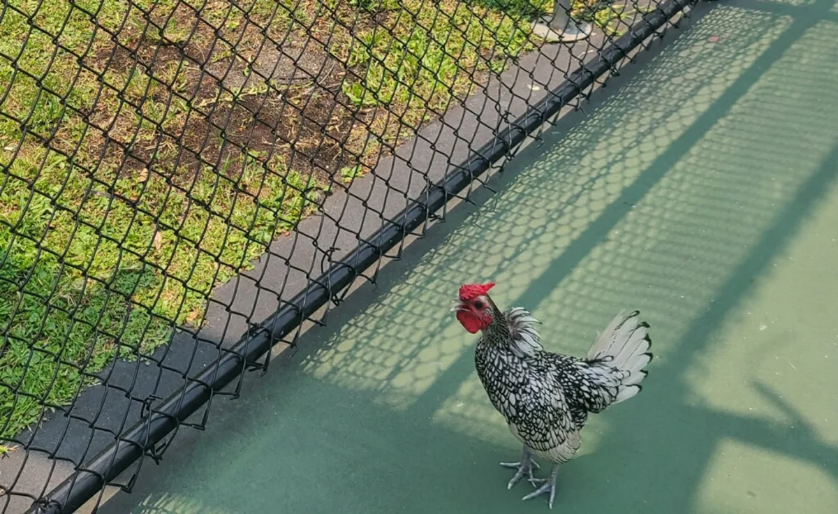 Desaparece Pickles, el gallo mascota de la comunidad de pickleball en Florida